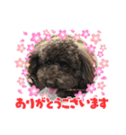 トイプードルボビー①（個別スタンプ：6）