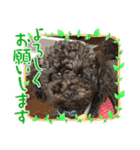 トイプードルボビー①（個別スタンプ：9）