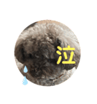トイプードルボビー①（個別スタンプ：13）