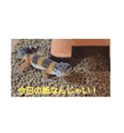 レオパードとニシアフリカ（個別スタンプ：9）
