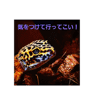 レオパードとニシアフリカ（個別スタンプ：11）