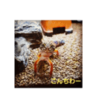 レオパードとニシアフリカ（個別スタンプ：19）