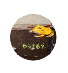 レオパードとニシアフリカ（個別スタンプ：21）