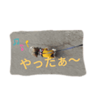 うちのアイドル❤ あんちゃん2（個別スタンプ：1）