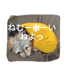 うちのアイドル❤ あんちゃん2（個別スタンプ：5）