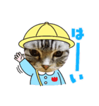 我が家の4にゃんず（個別スタンプ：1）