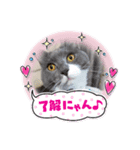 我が家の4にゃんず（個別スタンプ：5）