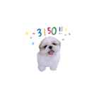 シーズー犬 うにの日常で使えるスタンプ2（個別スタンプ：2）