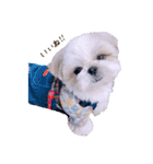 シーズー犬 うにの日常で使えるスタンプ2（個別スタンプ：3）