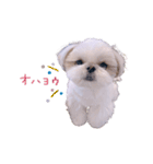 シーズー犬 うにの日常で使えるスタンプ2（個別スタンプ：10）