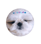 シーズー犬 うにの日常で使えるスタンプ2（個別スタンプ：11）