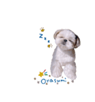 シーズー犬 うにの日常で使えるスタンプ2（個別スタンプ：12）
