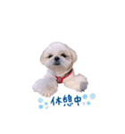 シーズー犬 うにの日常で使えるスタンプ2（個別スタンプ：14）
