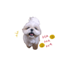 シーズー犬 うにの日常で使えるスタンプ2（個別スタンプ：16）