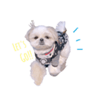 シーズー犬 うにの日常で使えるスタンプ2（個別スタンプ：17）
