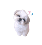 シーズー犬 うにの日常で使えるスタンプ2（個別スタンプ：18）