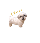 シーズー犬 うにの日常で使えるスタンプ2（個別スタンプ：20）