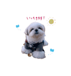 シーズー犬 うにの日常で使えるスタンプ2（個別スタンプ：21）
