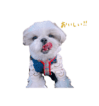 シーズー犬 うにの日常で使えるスタンプ2（個別スタンプ：23）