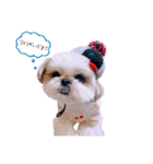 シーズー犬 うにの日常で使えるスタンプ2（個別スタンプ：24）
