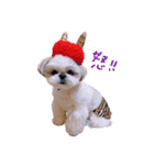 シーズー犬 うにの日常で使えるスタンプ2（個別スタンプ：25）