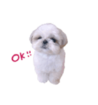 シーズー犬 うにの日常で使えるスタンプ2（個別スタンプ：27）
