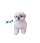 シーズー犬 うにの日常で使えるスタンプ2（個別スタンプ：28）