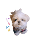シーズー犬 うにの日常で使えるスタンプ2（個別スタンプ：31）