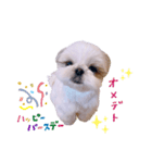 シーズー犬 うにの日常で使えるスタンプ2（個別スタンプ：32）