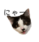 ハチワレ鼻ぶち猫1（個別スタンプ：2）