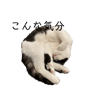 ハチワレ鼻ぶち猫1（個別スタンプ：4）