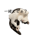 ハチワレ鼻ぶち猫1（個別スタンプ：5）