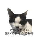 ハチワレ鼻ぶち猫1（個別スタンプ：9）