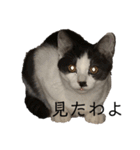 ハチワレ鼻ぶち猫1（個別スタンプ：10）