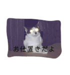ハチワレ鼻ぶち猫1（個別スタンプ：11）