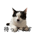 ハチワレ鼻ぶち猫1（個別スタンプ：13）