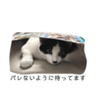 ハチワレ鼻ぶち猫1（個別スタンプ：14）