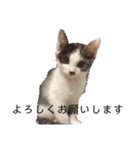 ハチワレ鼻ぶち猫1（個別スタンプ：16）