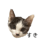 ハチワレ鼻ぶち猫1（個別スタンプ：17）