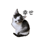 ハチワレ鼻ぶち猫1（個別スタンプ：19）