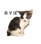 ハチワレ鼻ぶち猫1（個別スタンプ：20）