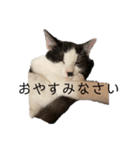 ハチワレ鼻ぶち猫1（個別スタンプ：21）