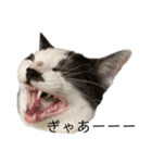 ハチワレ鼻ぶち猫1（個別スタンプ：22）