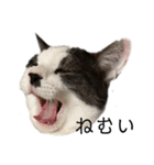 ハチワレ鼻ぶち猫1（個別スタンプ：23）