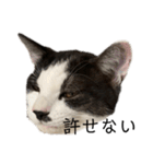 ハチワレ鼻ぶち猫1（個別スタンプ：24）