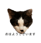 ハチワレ鼻ぶち猫1（個別スタンプ：25）