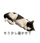 ハチワレ鼻ぶち猫1（個別スタンプ：30）