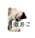 ハチワレ鼻ぶち猫1（個別スタンプ：34）