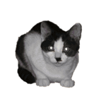 ハチワレ鼻ぶち猫1（個別スタンプ：35）