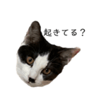 ハチワレ鼻ぶち猫1（個別スタンプ：36）